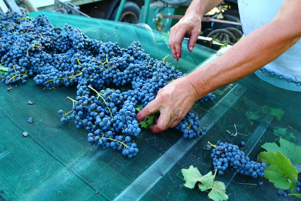 selezione delle uve